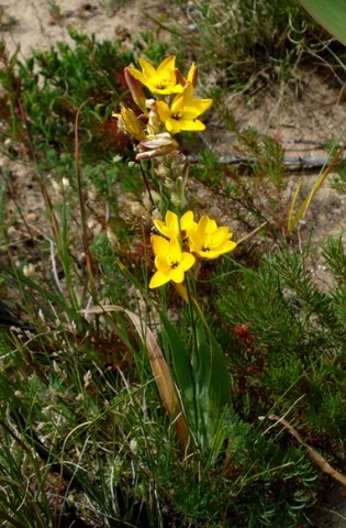 Ixia dubia roadside plants flowering